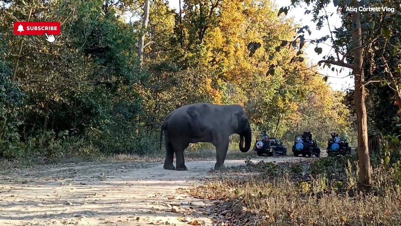 Wild Elephant Ne Kiya Rasta Jaam Phanto Zone Jungle Safari