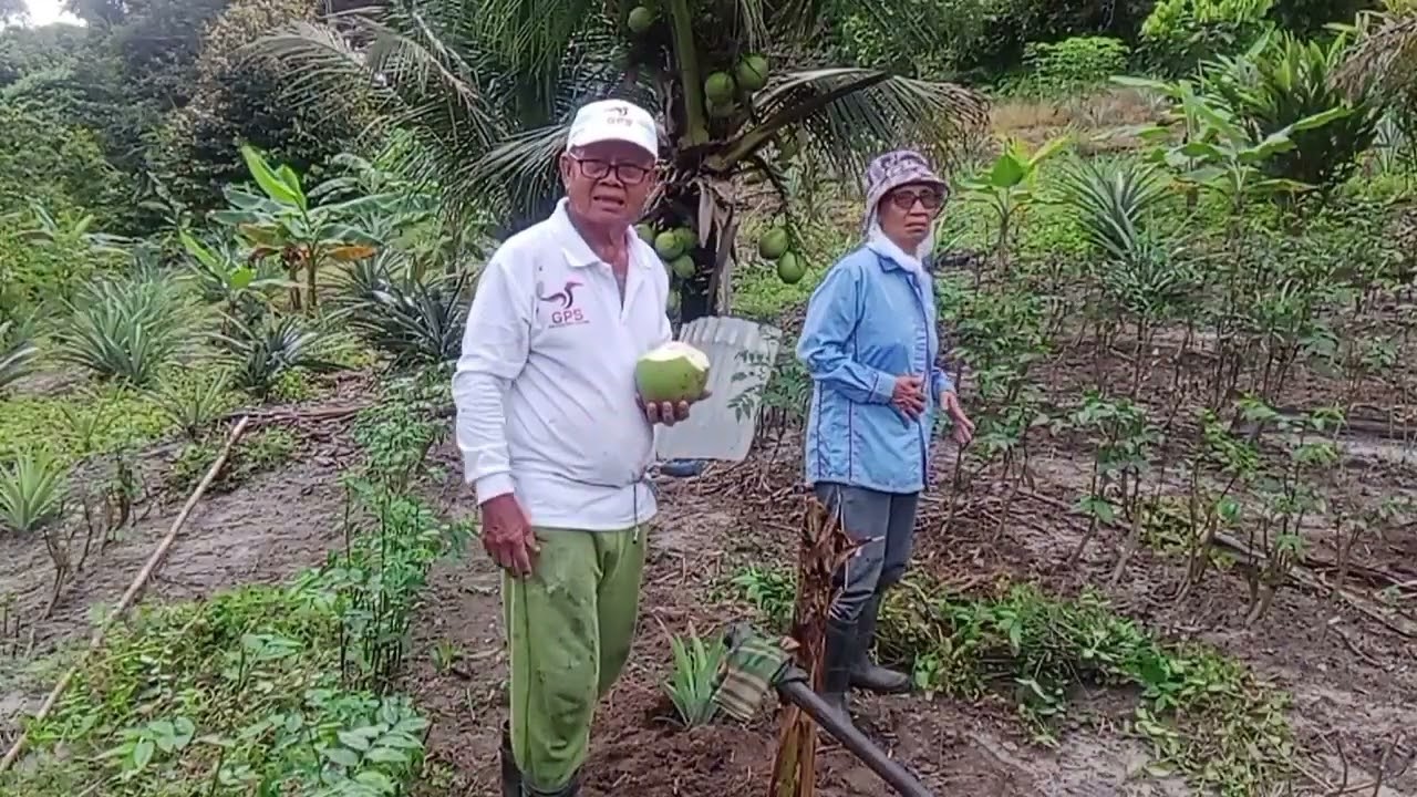 NGEMAS KEBUN//BATUCHUK TANAM.