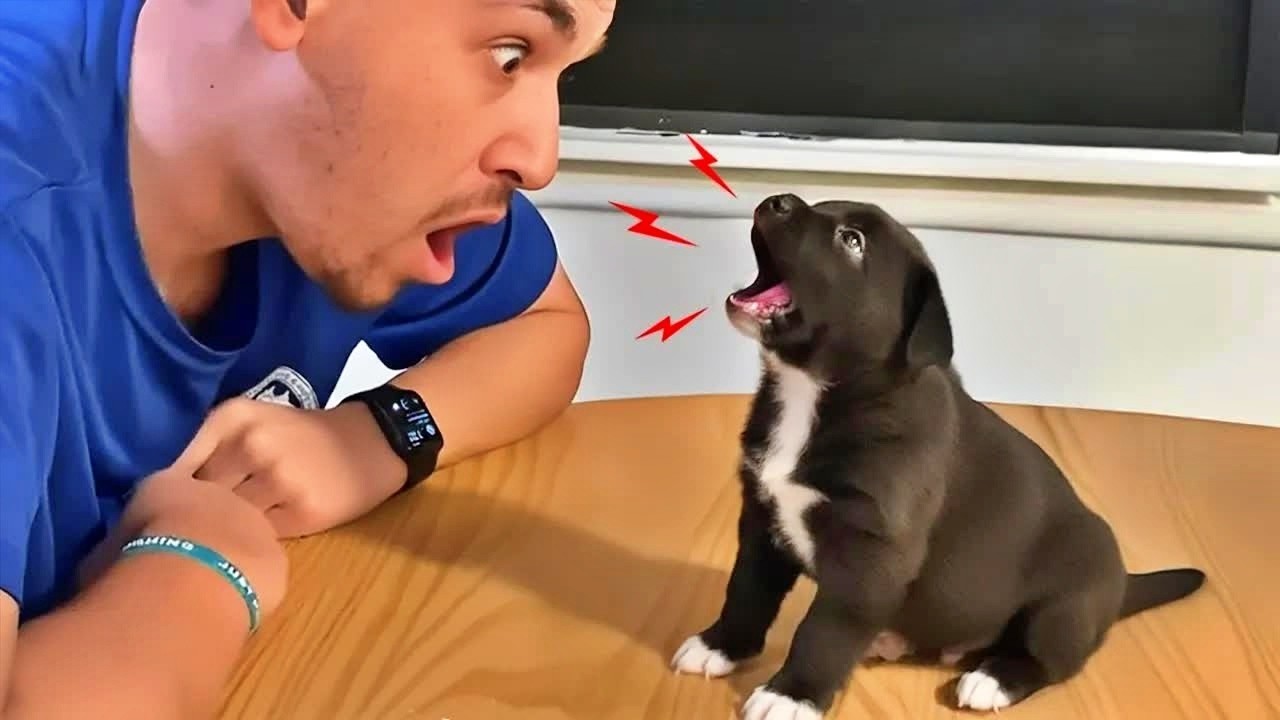 Funniest Cats and Dogs Clip 2026😻🐶You Laugh You Lose😻 ❤️ #funnycats #animals #funnydogs