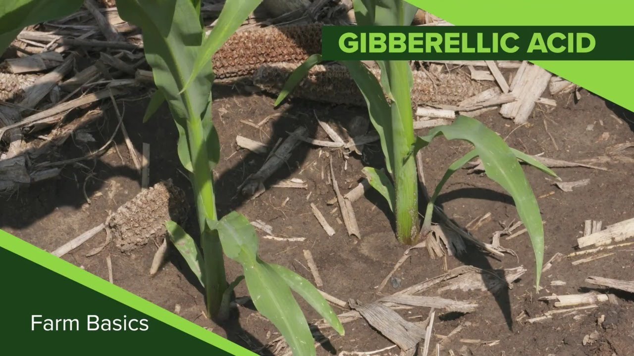 Farm Basics #1118 Гибберелловая кислота (дата выхода в эфир 9-8-19)