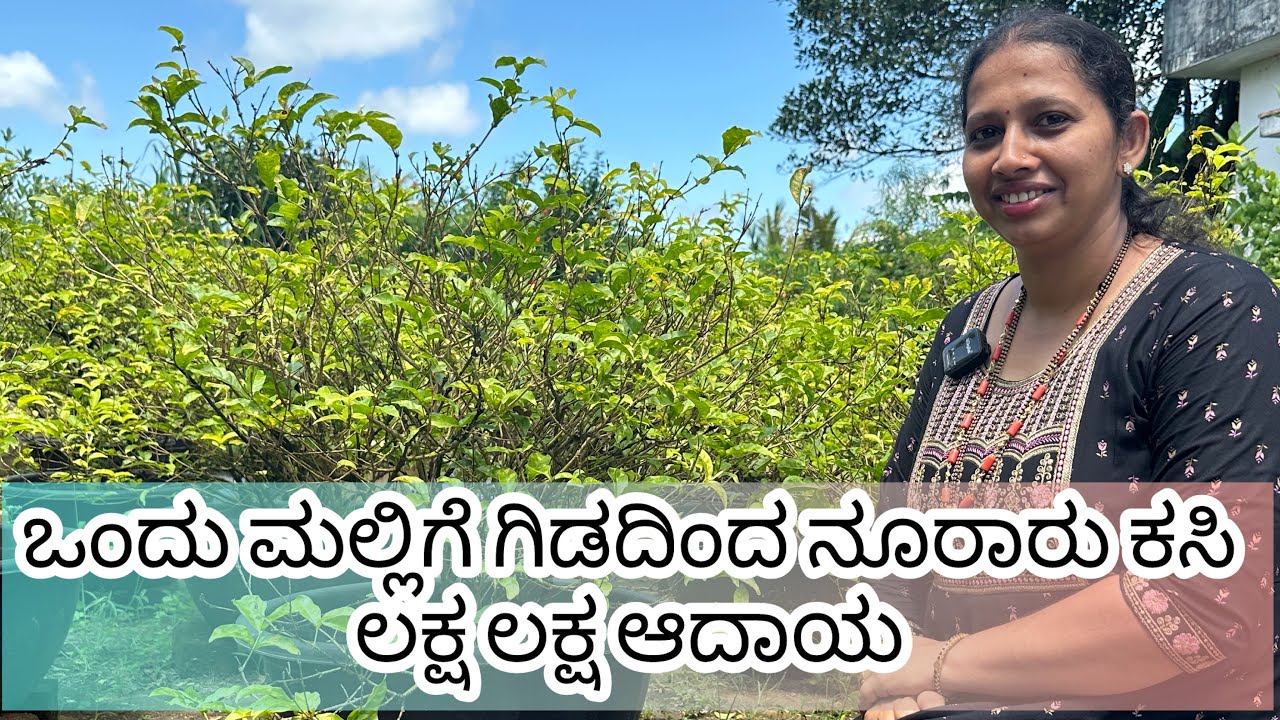 ಮಲ್ಲಿಗೆ ಗಿಡವನ್ನು ಕಸಿ ಮಾಡುವುದು ಹೇಗೆ??? 