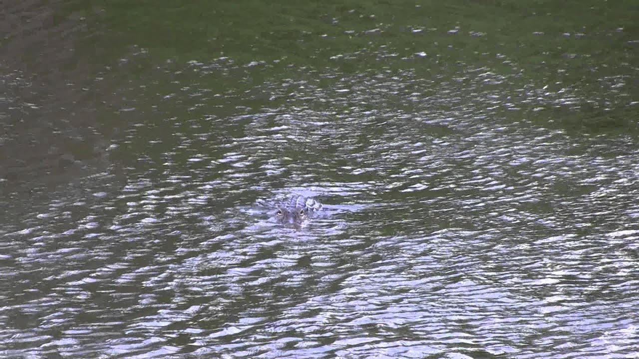 Gator in the Lake Water