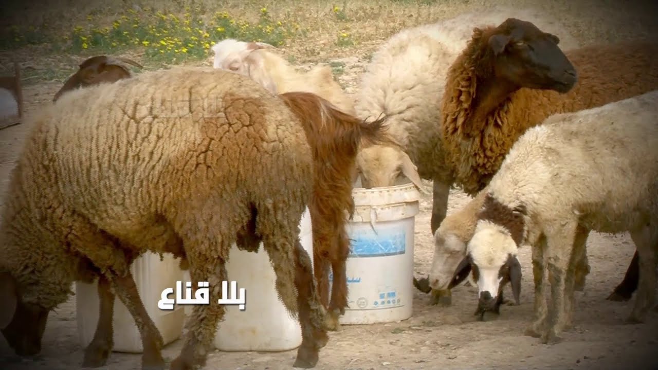 فلاح يستغيث ويتشنج..هكتارات من الأراضي مهددة بالجفاف والقطيع مهدد باالموت عطشا..ونحن بلاحسيب ولارقيب