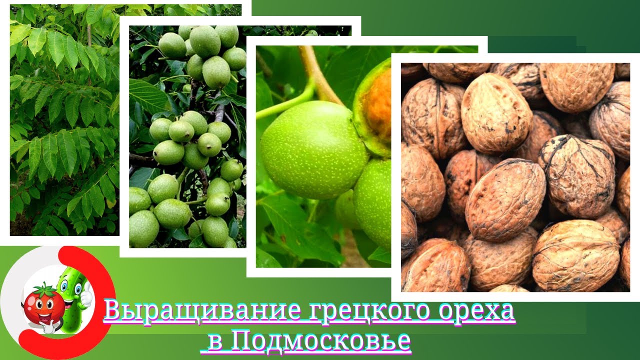 Выращивание грецкого ореха в Подмосковье. Лучшие сорта,посадка и уход за саженцами ореха