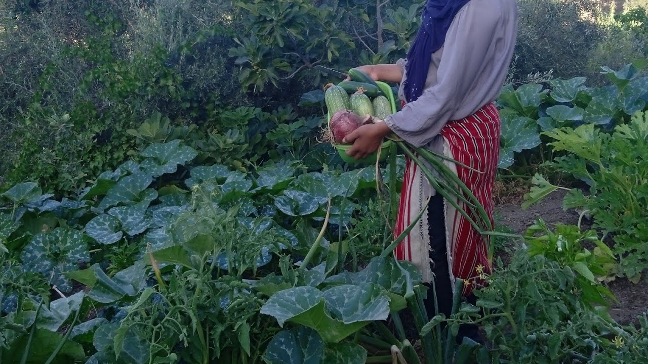 جني القرع البلدي من الحديقة ونقش الخضر مع يوميات مكافحين في البادية