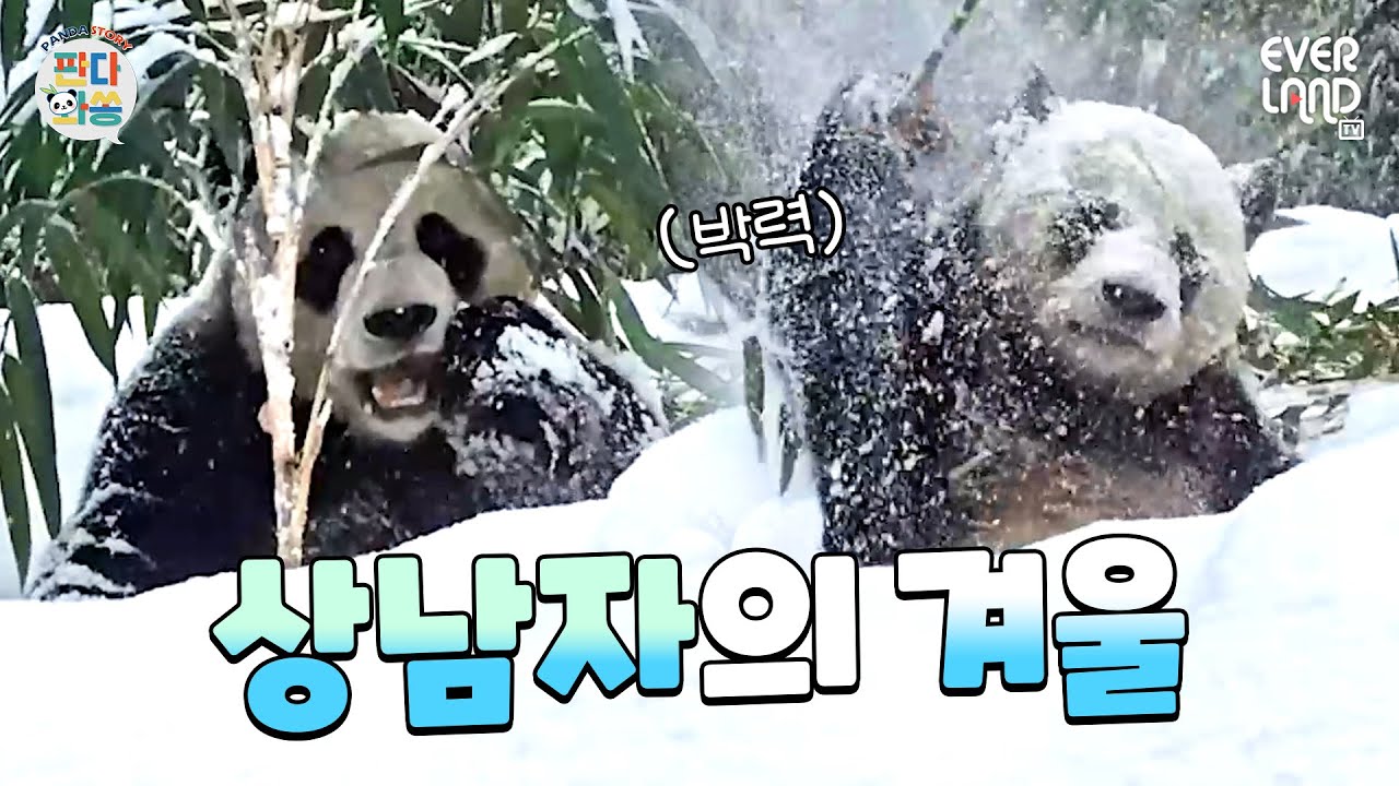 [ENG]상남자 러바오 특) 눈 안 피함❄🐼｜#판다와쏭 #194