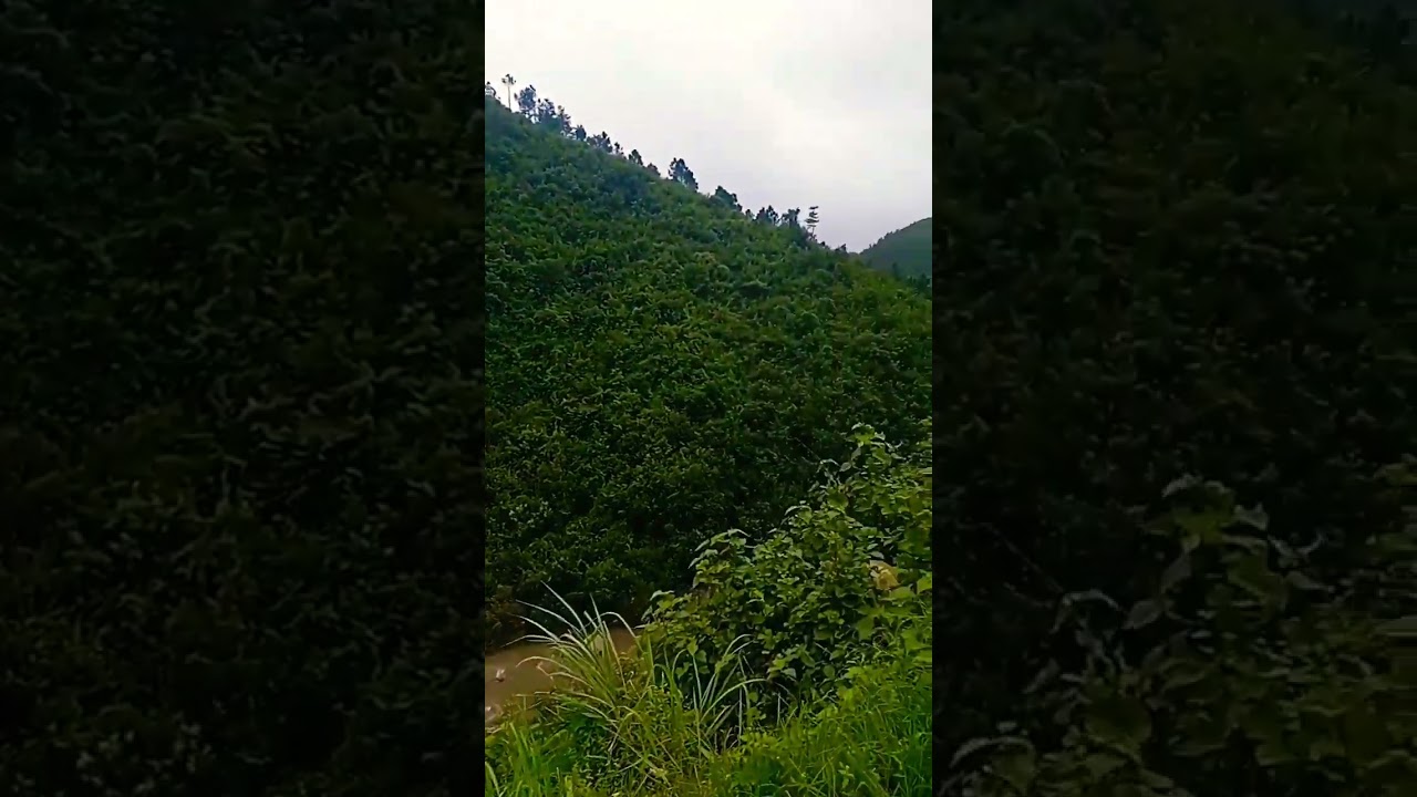 #shorts#nature #viralshort #greenerearth