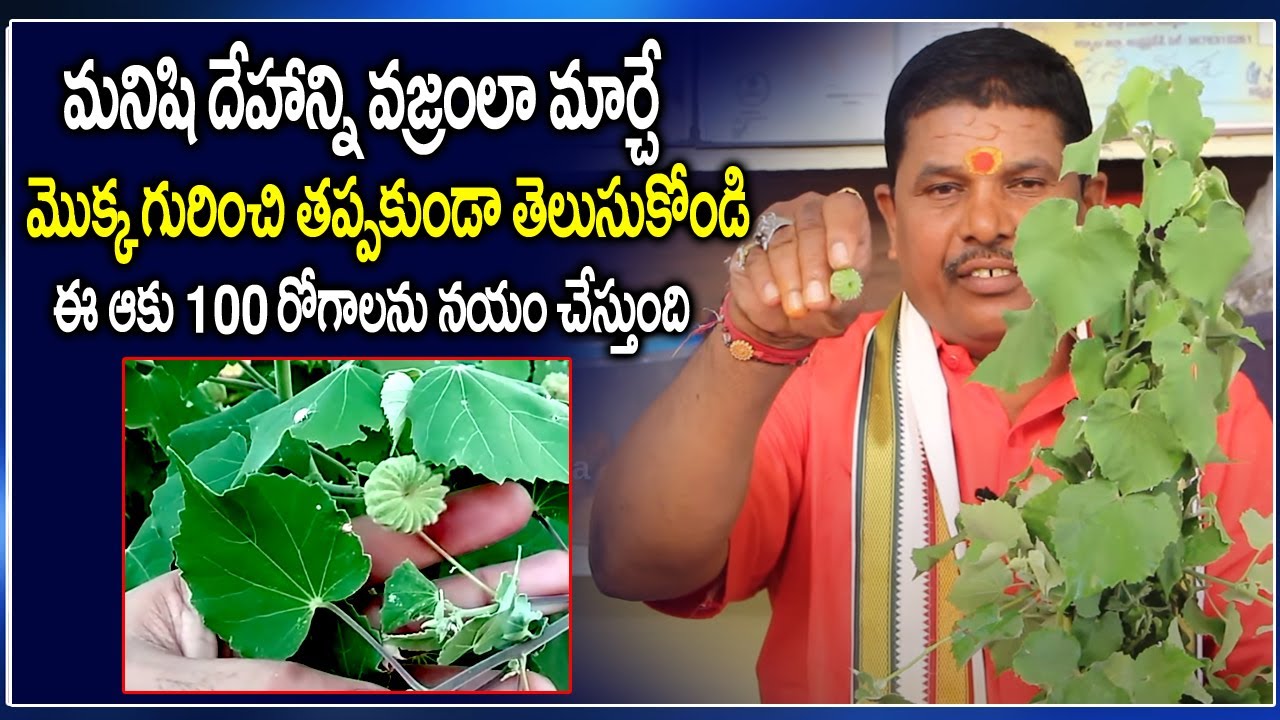 మనిషి దేహాన్ని వజ్రంలా మార్చే మొక్క ఇదే || Amazing health benefits of mahabala plant #ayurvedam