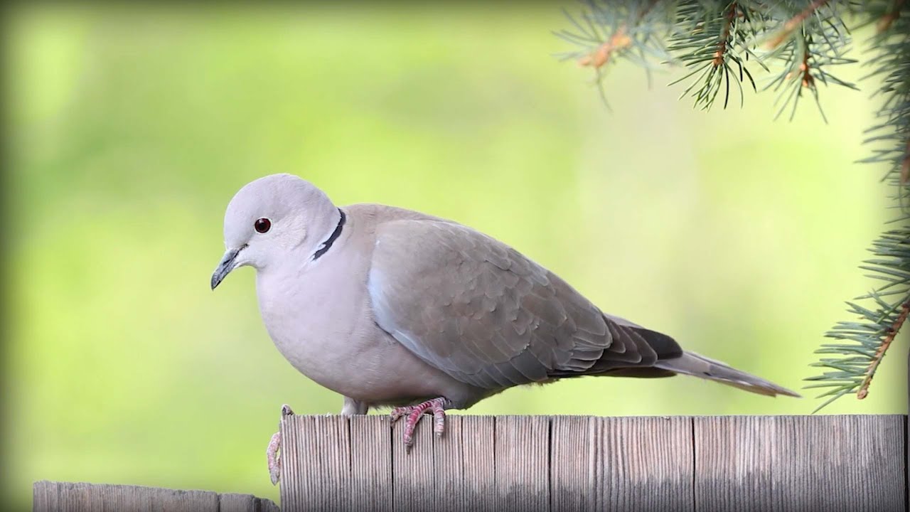 Eurasian Collared-Dove (Streptopelia decaocto)