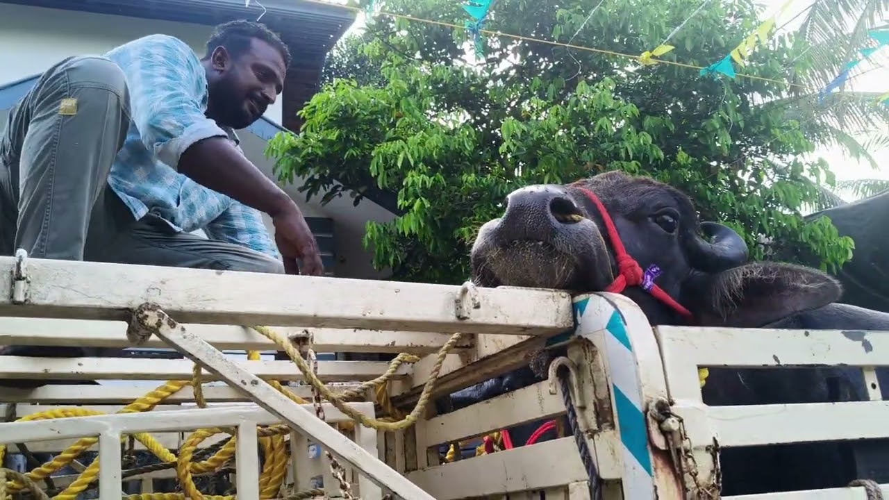 ബല്ലാരി ബാവ ആനച്ചന്തം ഉള്ള രണ്ട് ഗജവീരന്മാരെ ഇന്ന്  യാത്രയായിക്കി #baffalo #cow 