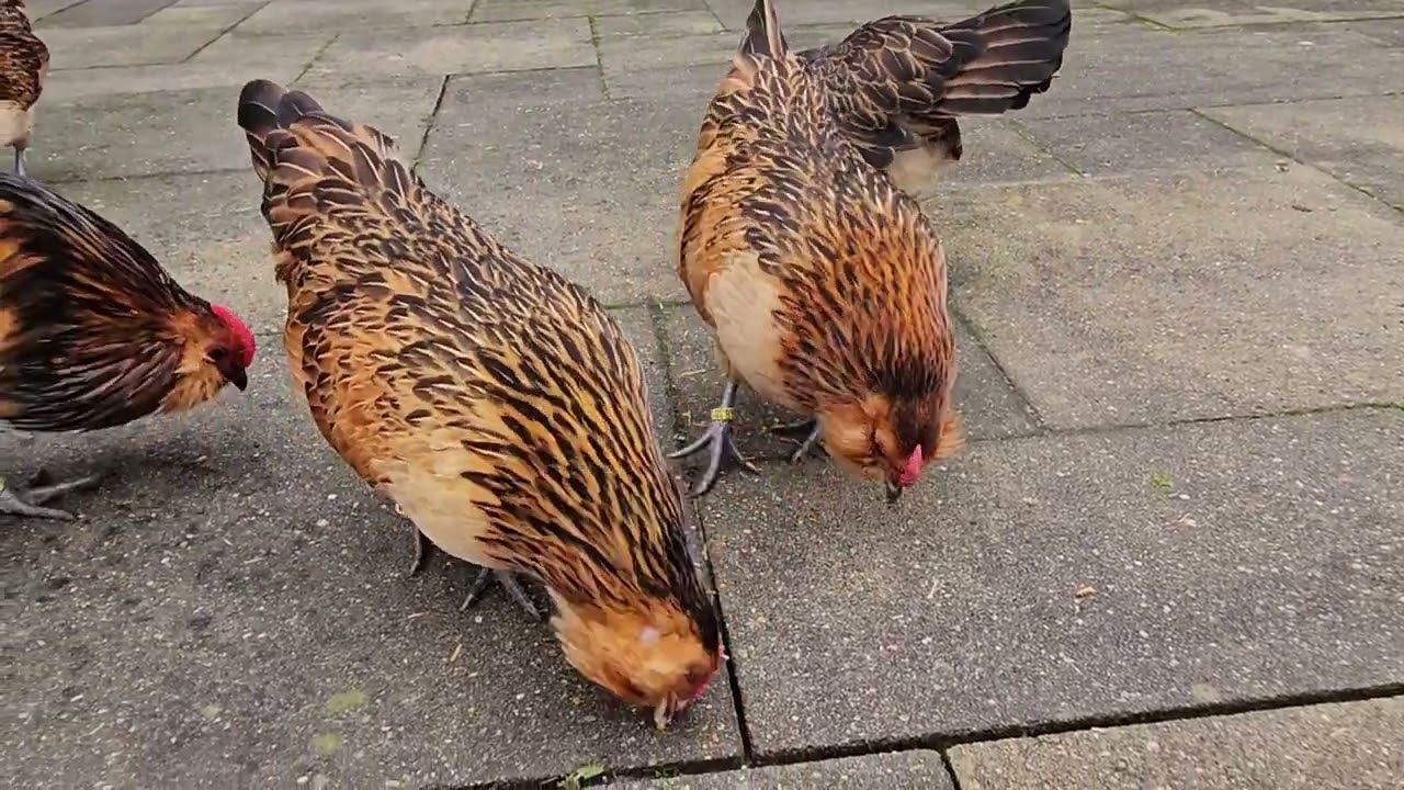 Antwerpener Bartzwerge | Ein kleiner Einblick