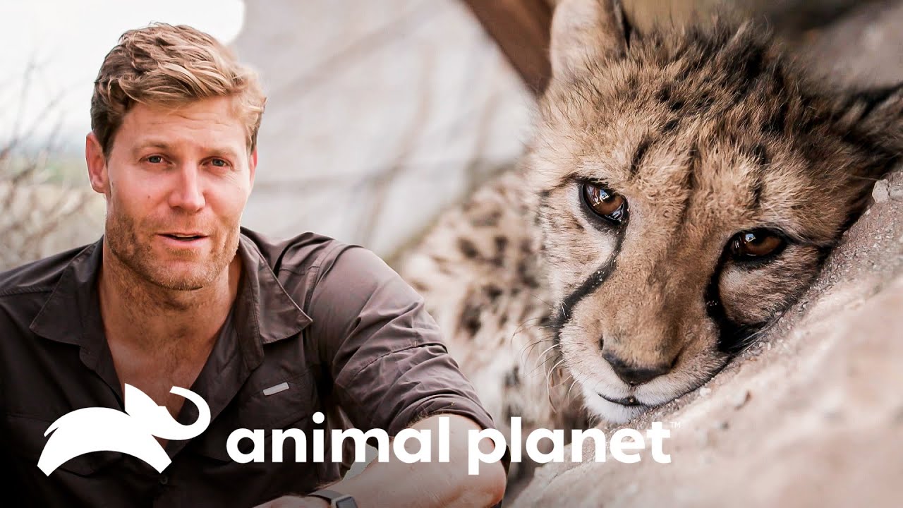 Una hembra de guepardo fue rescatada | Dr Brown Veterinario Sin Fronteras | Animal Planet