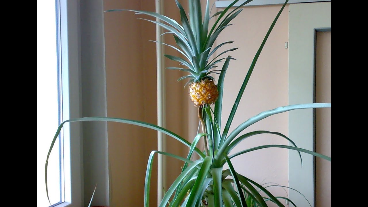 Jak pěstovat ananas (How to grow a pineapple)