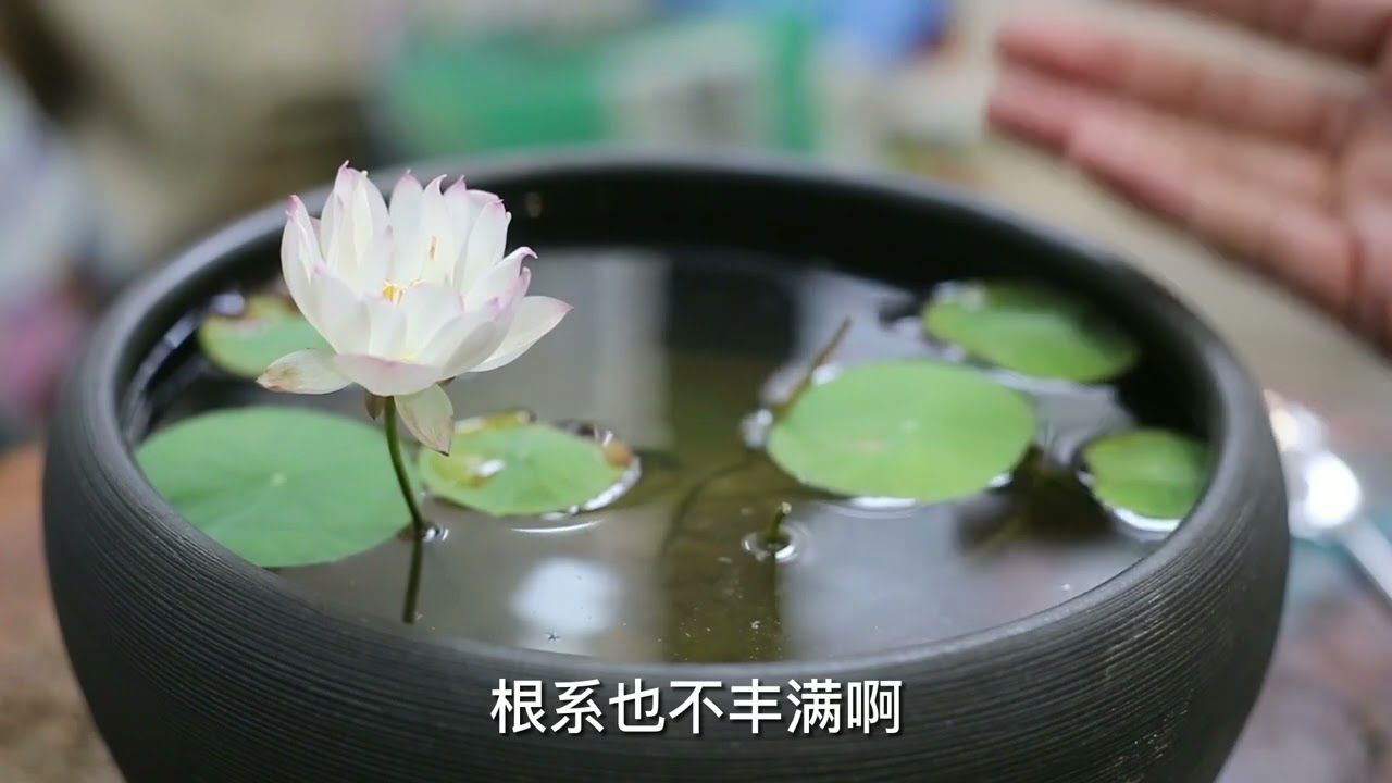 养碗莲怎么施肥？园艺师教你，一套好用的碗莲施肥技巧
