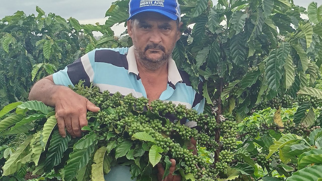Veja os 5 melhores clones precoçe dê Rondônia