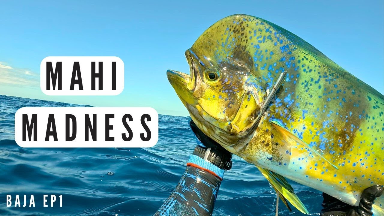 Подводная охота на бахе | Mahi Madness