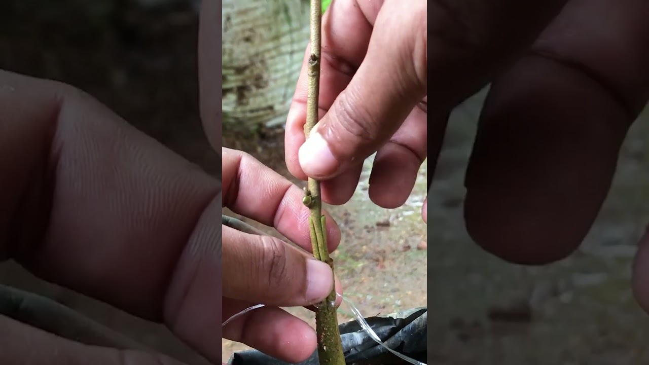 Learn How to Graft Jumbo Durian Trees for Faster Growth & Bigger Fruits EP342
