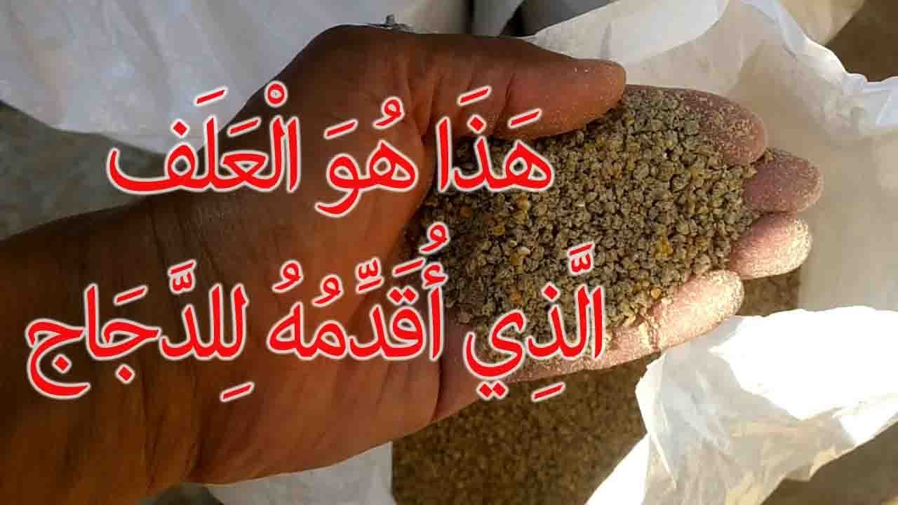 تربية الدجاج البياض - هكذا تتفادى كثرة الدهون في الدجاج  عن البيض وهذا هو العلف الذي أقدمه للدجاج