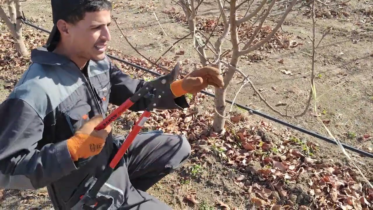 تقليم_اشجار_التفاح_تقليم_الاثمار   🌿🍎🍏🌳