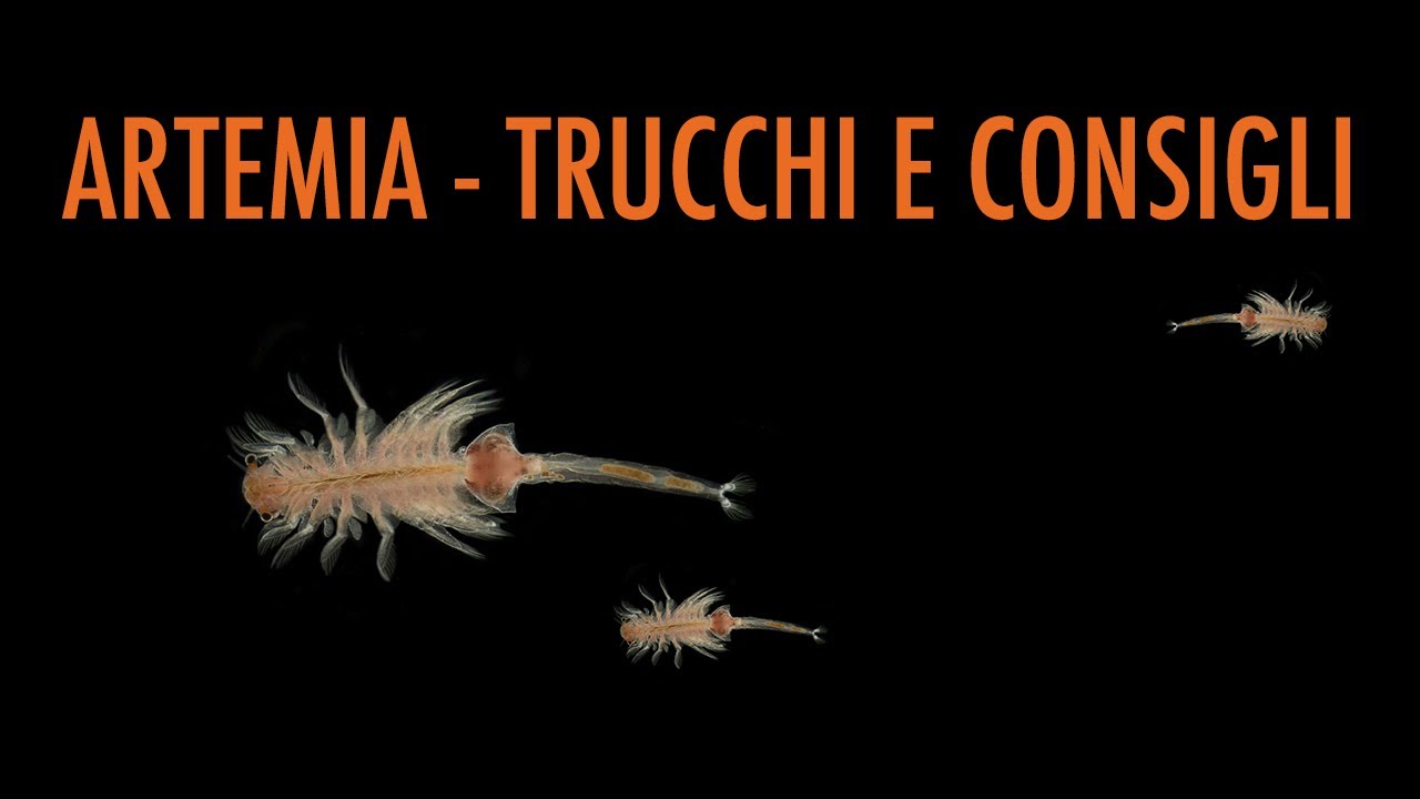 Artemia - Trucchi e consigli
