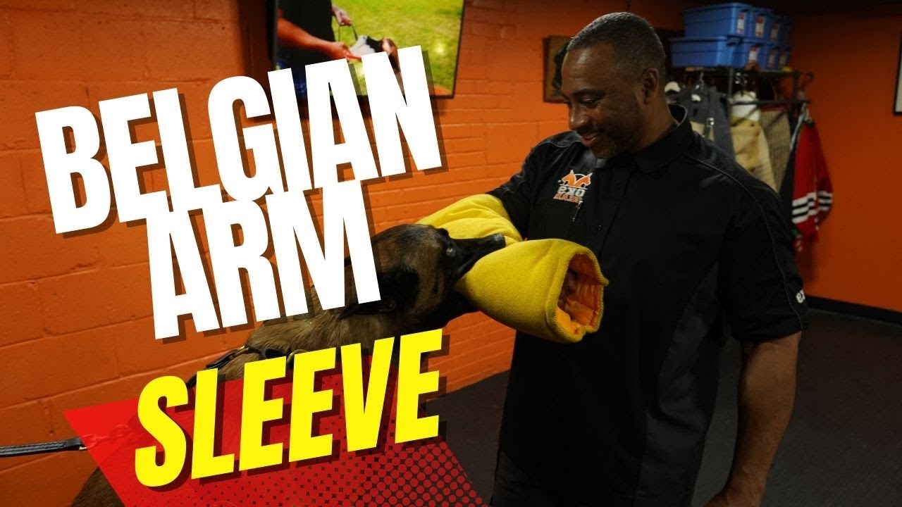 How to introduce your dog to the bite suit via the Belgian arm sleeve