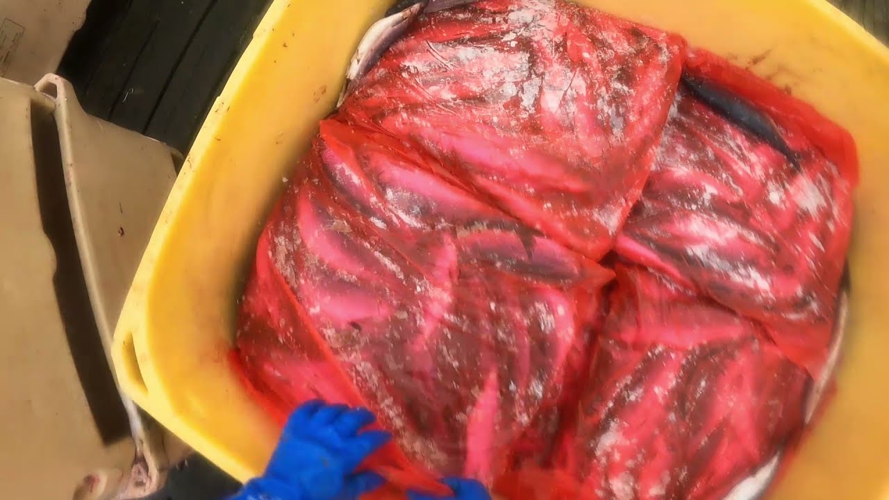 Offloading and reloading after fishing trip