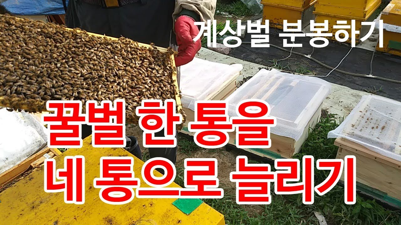 꿀벌 한 통을 네 통으로 늘리기, 인공 분봉, 벌통 늘리기
