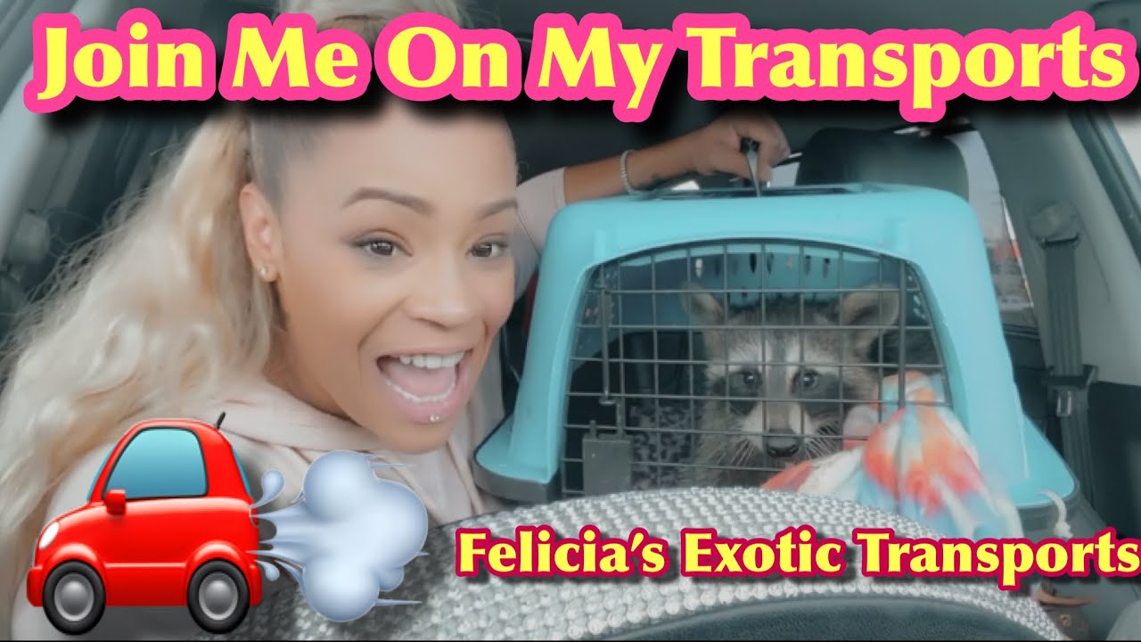 JOIN ME ON MY ANIMAL TRANSPORTS!!