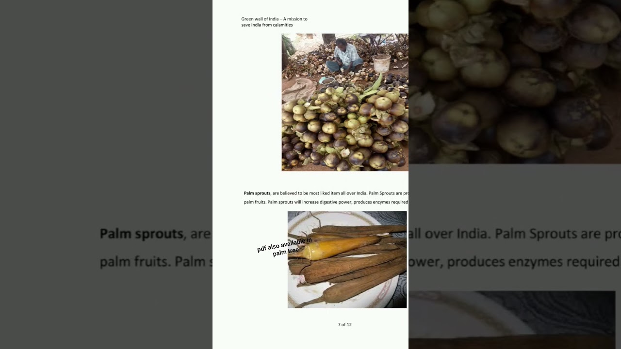 the Palm tree controlling the natural disasters in coastal lines #coastalrisk #coastalsecurity