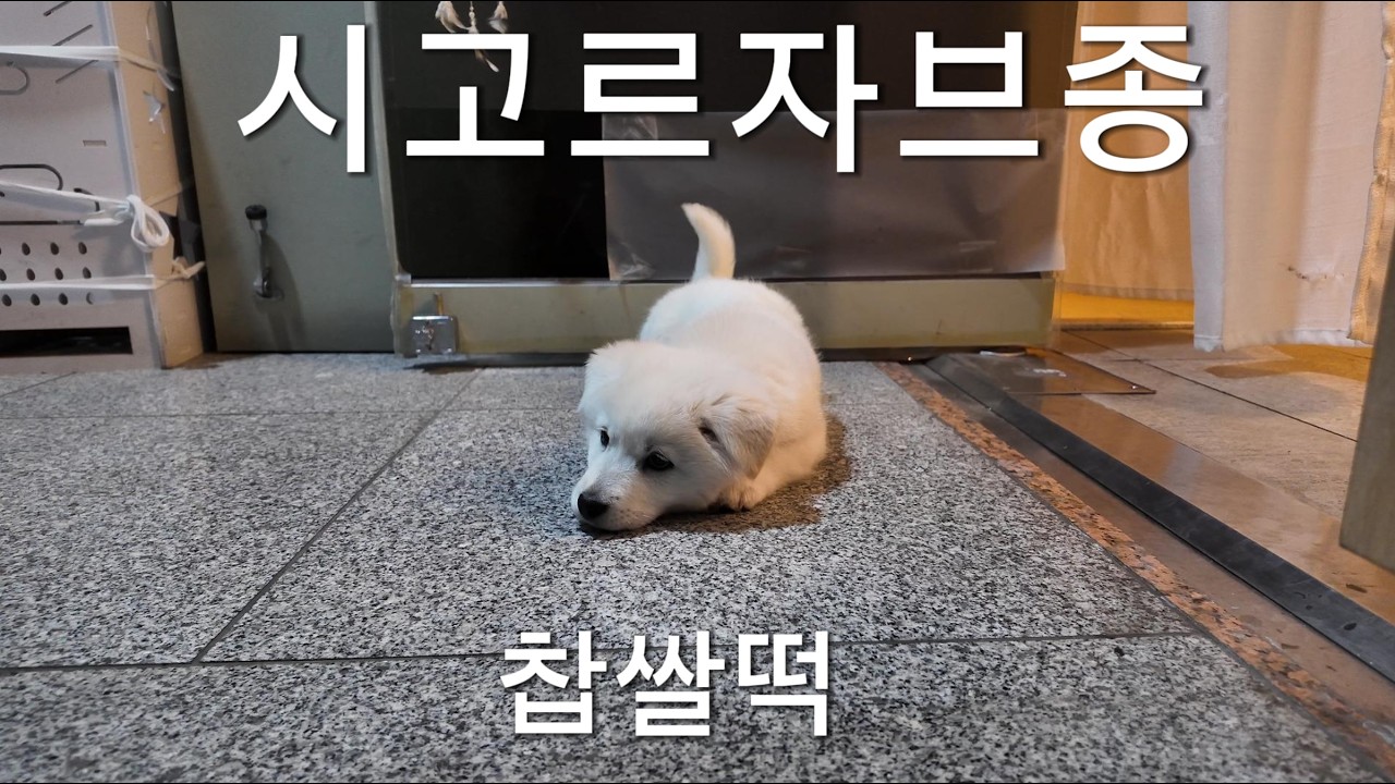심장 폭격기 찹쌀떡이~!!