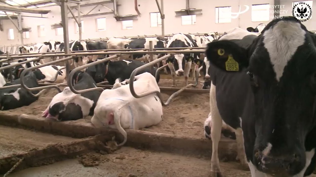 Naukowcy i praktycy łączą siły w celu poprawy zdrowia krów - eMastitis 2