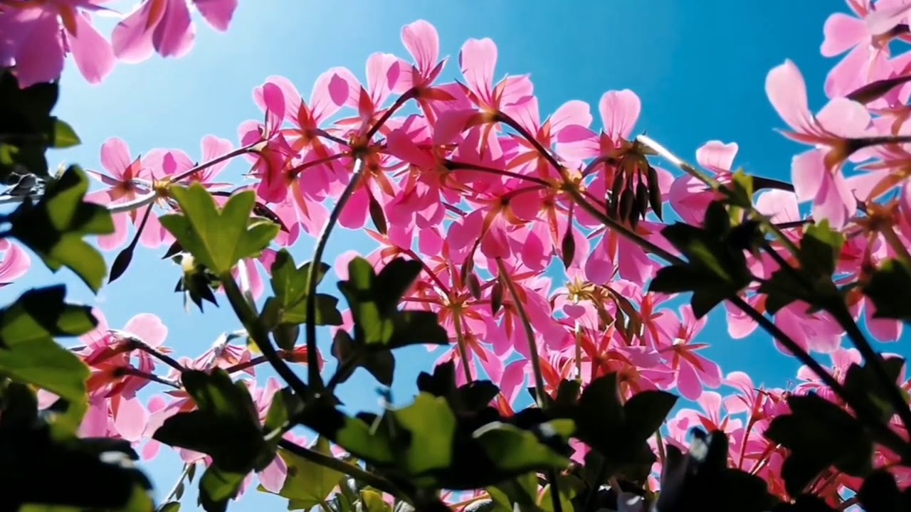 Persian Santur - Chaharmezrab Nava _ سنتور - چهارمضراب نوا #etnikm&uuml;zik #iranm&uuml;zikleri #santur