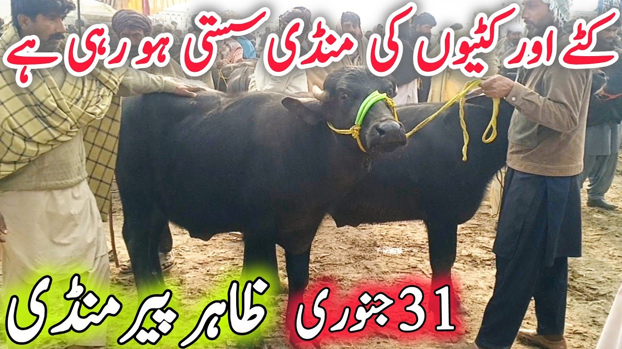  Zahir Pir Mandi | Katte Kattian Breeder Jhotiyaan Buffalo & Bhains Information Chand TV Farming 🔥