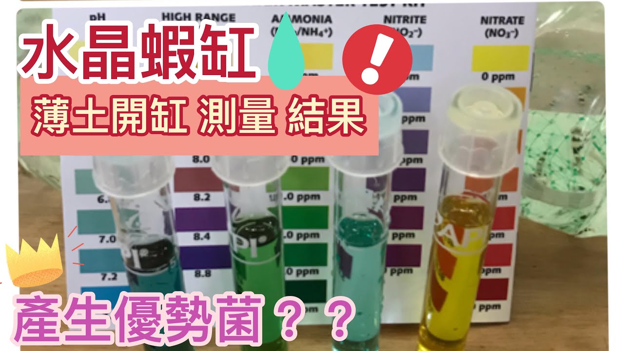 水晶蝦 薄土開缸/水質變化/養水變化