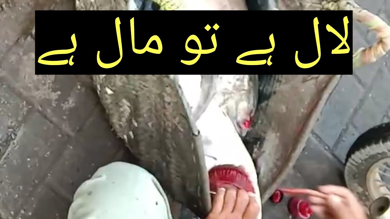 fish information video latest update fish market update