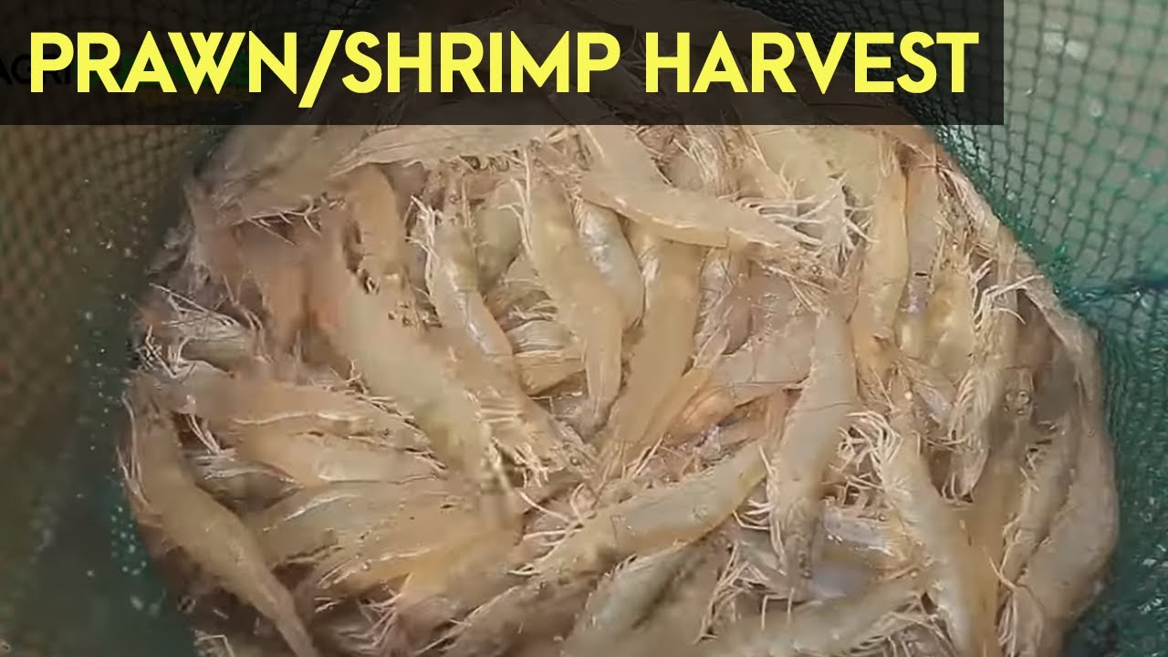 PRAWN/SHRIMP HARVESTING | Agribusiness How It Works