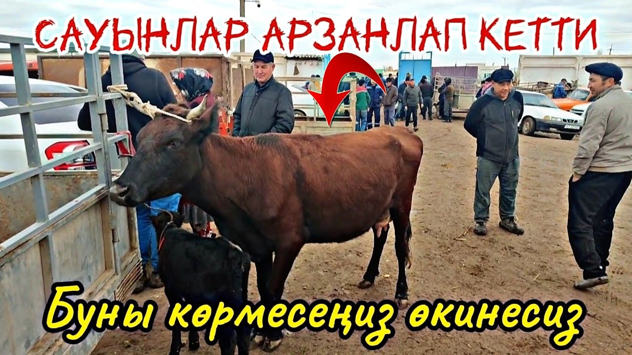 10-Ноябр 2024 Шымбайдың мал базарындағы, Ат базарындағы қызғын сауданы көрмесеңиз болмайды