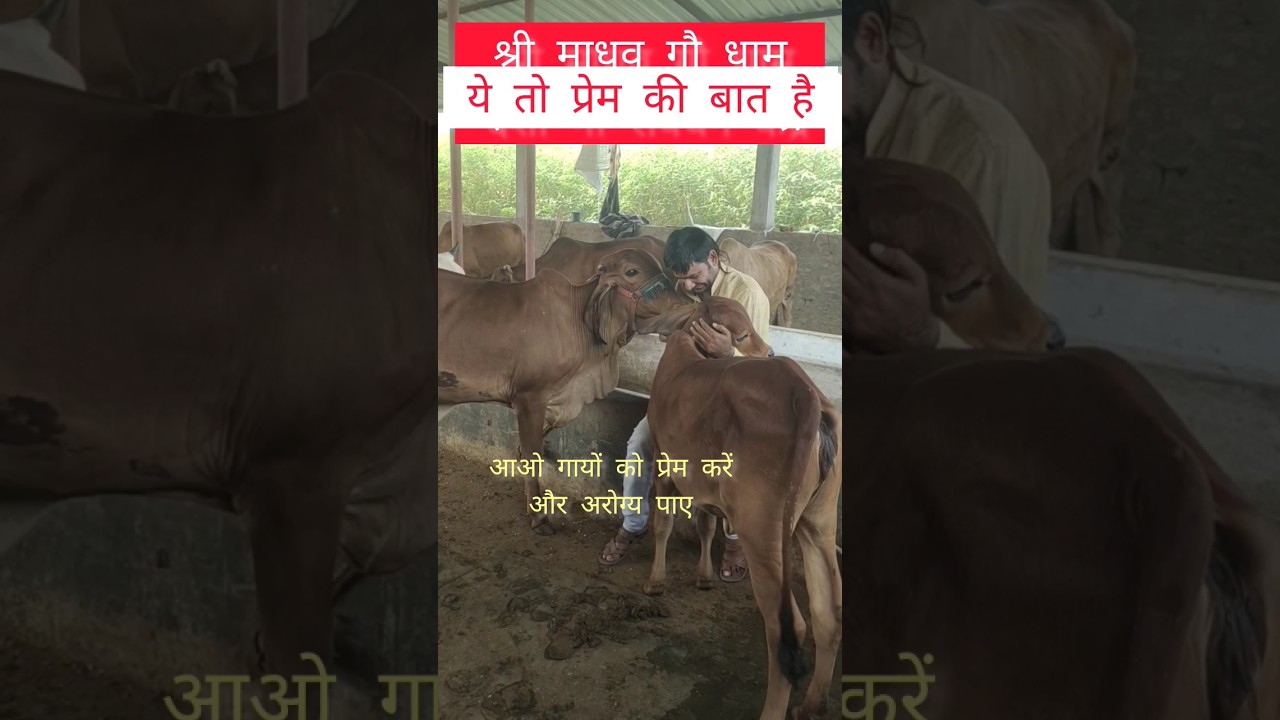cow cuddling therapy।#shorts#youtubeshorts #trending #vrandavan #goumata #gobardhan #iskcon #temple