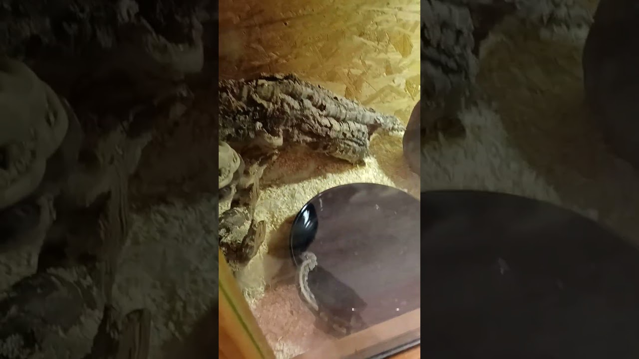 Schlange am Trinken 💛 | 🐍 Viking Reptiles 