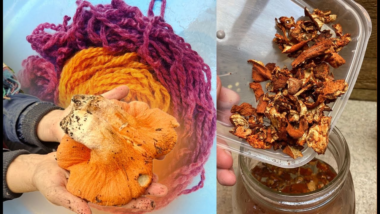 Как красить грибами-лобстерами I Hypomyces lactifluorum @WildcraftDyeing
