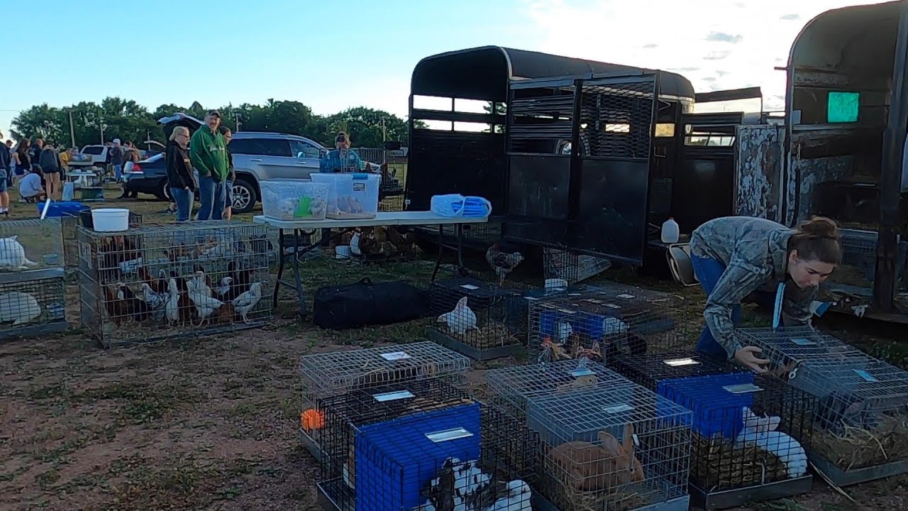 Swap Small Animals Sale In Neilshvil,WI/Meskas Muag Qaib 2020