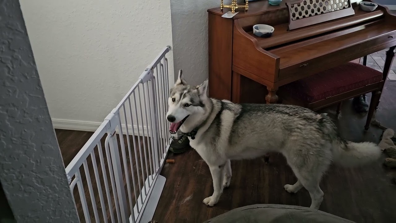 Mira crying for her friend #husky