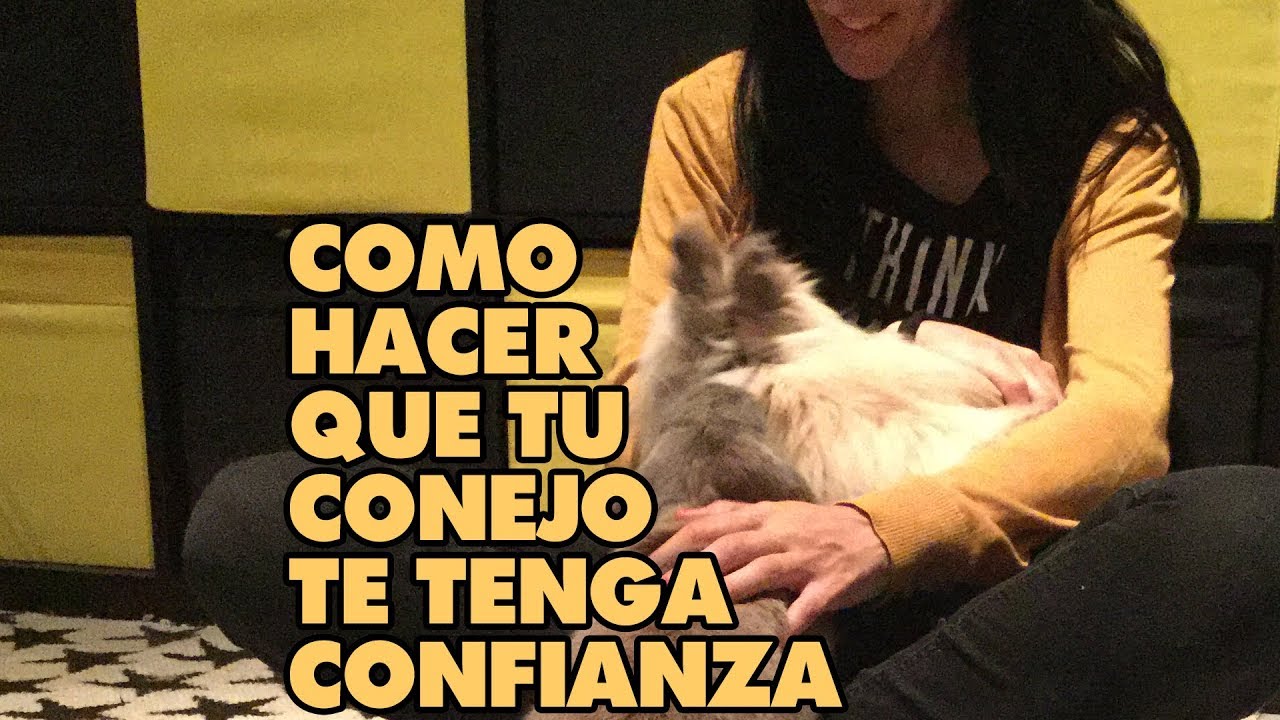 COMO HACER que tu CONEJO te tenga CONFIANZA 🐰 | COMO GANARSE LA CONFIANZA de conejo