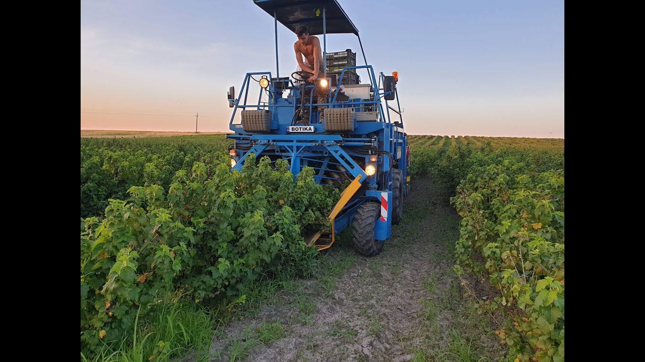 Fejes black currant harvest 2020