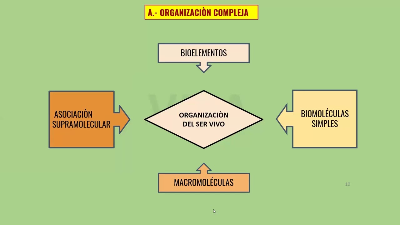 1º SEM VACACIONAL T1 BIO SEC II   SER VIVO