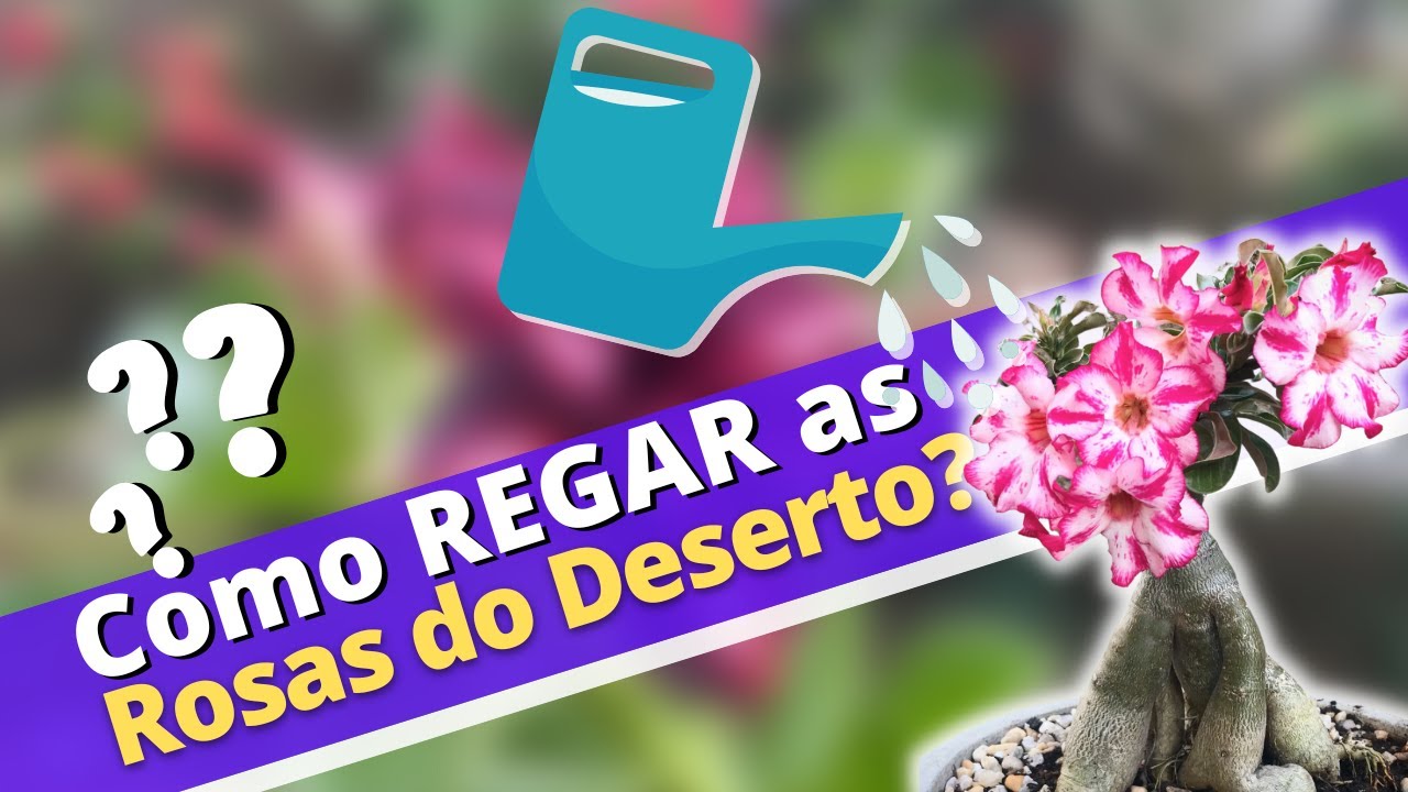 Como REGAR as Rosas do Deserto?
