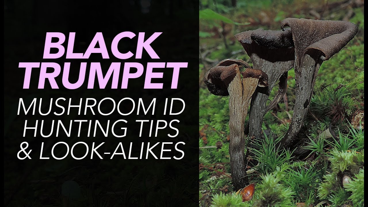 Black Trumpet Mushroom ID, Hunting Tips, & Look-Alikes