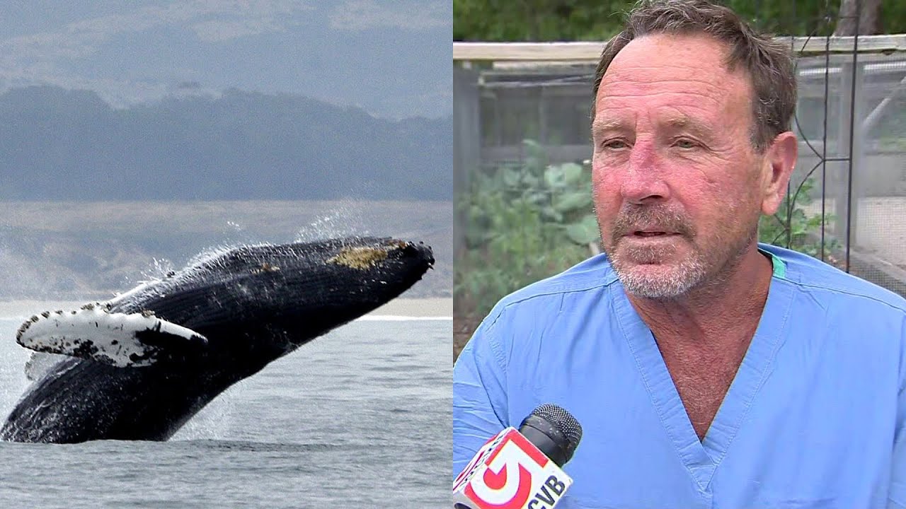 Cape Cod lobster diver describes being swallowed by humpback whale