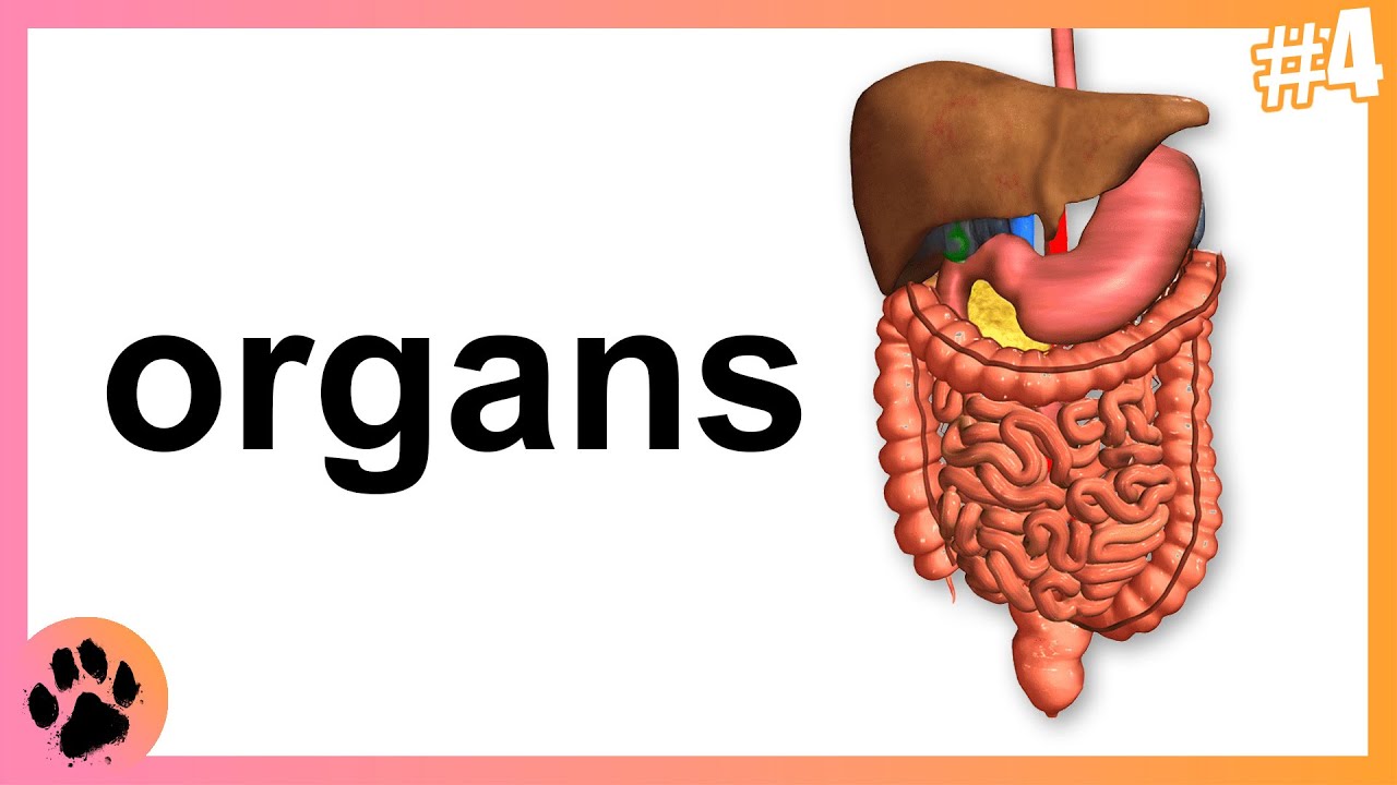 A Bit About: Organs