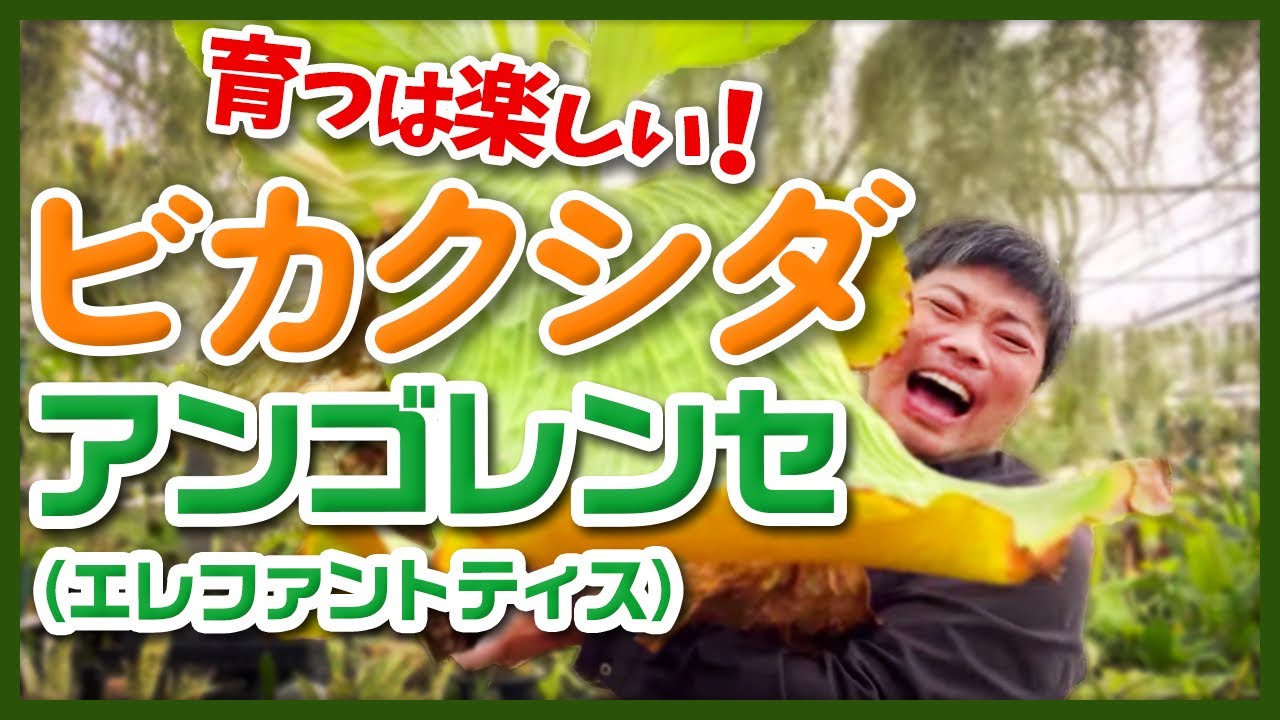象の耳のようなシダを解説